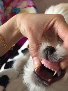 请大家看一下我家三个多月的狗狗 牙齿怎么不是平的 中间凹下去 