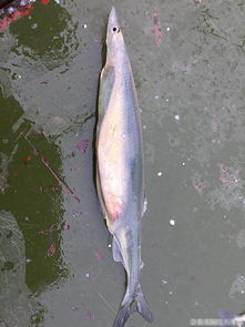 扬州现 透明鱼 被疑造假 腹中吞进小鱼模样清晰可见