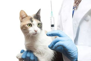 猫狗那点事儿丨猫咪疫苗怎么打