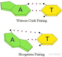 碱基互补配对,可不止AT和CG那么简单 