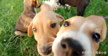 11月1日起,太原市最严养犬规定,铲屎官需关注