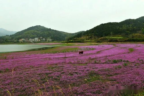 紫云英可以盆栽吗,紫砂花盆盆景盆