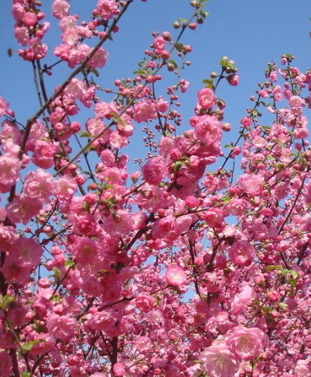四月份桃花连连的生肖是什么