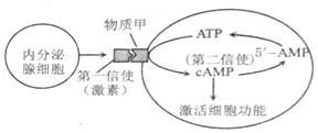 第二信使名词解释是什么,第二信使的名词解释-第2张图片