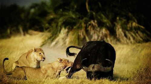 小牛犊被狮子吃掉,野牛群大怒,找准机会对小狮子下手了