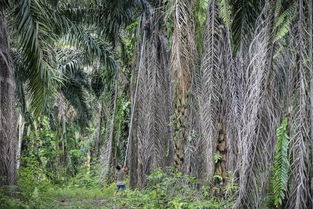 印尼棕榈收获季节？