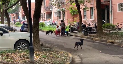 上海一小区居民被流浪狗追着跑,已有多人受伤 每天都担惊受怕 ,有人却这么说