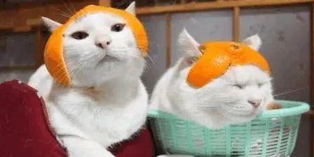 摩羯座爱上橘猫？摩羯座爱上橘猫的表现(摩羯座爱上什么星座)