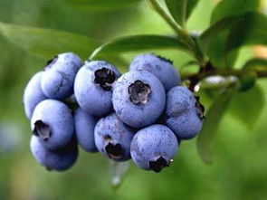 一次吃50颗蓝莓会怎样 蓝莓一次吃500g会死吗