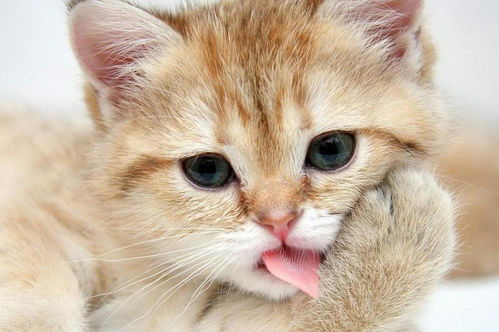 为什么猫会磨牙 