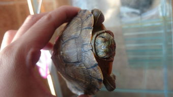 家里养的巴西龟一只眼睁着一只眼闭着 