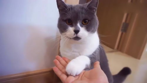 如何让猫咪在2分钟内快速学会握手 这个方法屡试不爽 