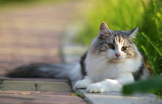 西伯利亚森林猫一岁可以长多大？