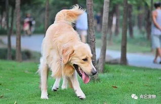 不过是犬瘟而已,余生我们继续一起走 