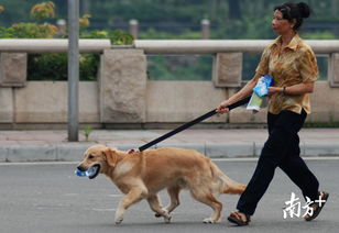 广州养犬四件套开派啦 广东其他城市会跟进吗