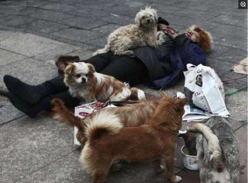 70岁老汉携一群流浪狗在街头乞讨,路人围观献爱心