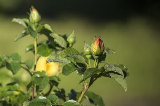 一畦春韭，十年芬芳——那十里里的香气传说，一畦春韭什么十里稻花香