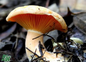 枞树菌怎样保存至冬季 枞树菌能和榨菜一起吃吗