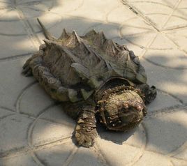 这是什么乌龟,没有水的情况下能活多久 