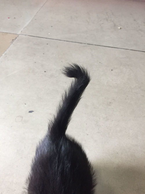 猫尾巴尖为什么是弯的？