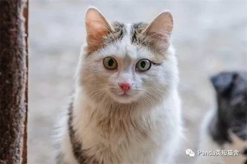 如何挑选一只可爱的小猫咪,教你如何养好一只宠物猫 