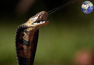 世界上可以喷射毒液的毒蛇竟然有十多种 