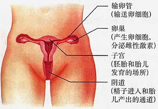 女性外殖生器？女人的生殖器有多少种类型