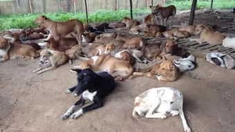 3个月,1228人被狗咬伤 缅甸瓦城政府将大力清理流浪狗
