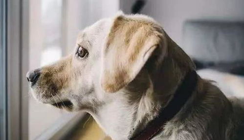 为什么狗狗总是喜欢待在窗边,往外面看 其实答案非常简单
