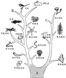 在生物进化历程中的古生代地质历史时期.地球上还没有被子植物.那时的植物肯定不具有 B 双受精现象 叶子