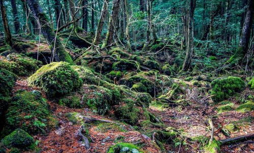 日本最恐怖的森林,位于富士山脚下,很多人来这并不是看风景