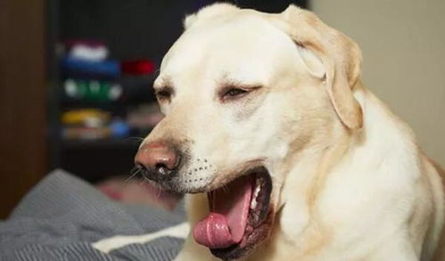 狗狗打喷嚏是怎么回事,打喷嚏有脓性鼻涕,是患上犬瘟了吗