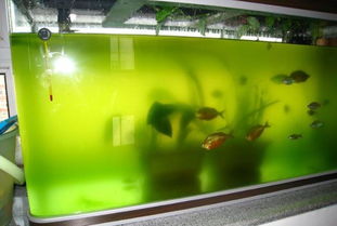 鱼缸的水是绿色的,对鱼有影响吗 