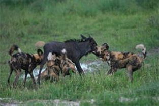 实拍非洲野狗捕食角马全过程 