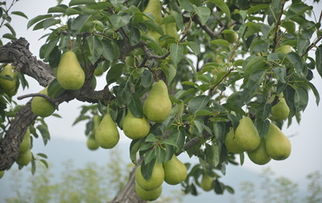梨树能养多久 几年能结果实
