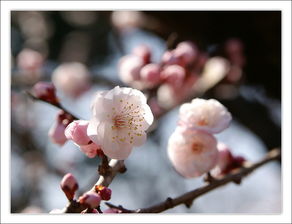 梅花种子：冬季的秘密，春天的希望
