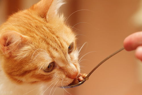 养猫日记 测一次猫鼻支多少钱