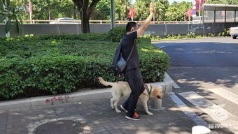 福州首只导盲犬持证上公交,背后的故事让人既惊讶又感动......