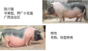 请问图片中的猪的名字是什么 