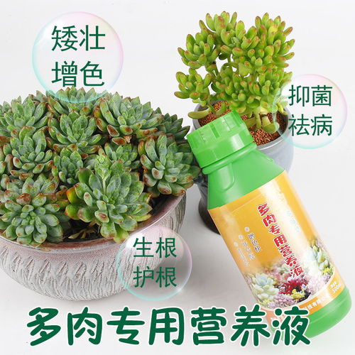 营养液可以养多肉吗,普通植物的营养液可以给多肉植物浇吗