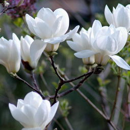 白玉兰花什么季节开花,白玉兰花开