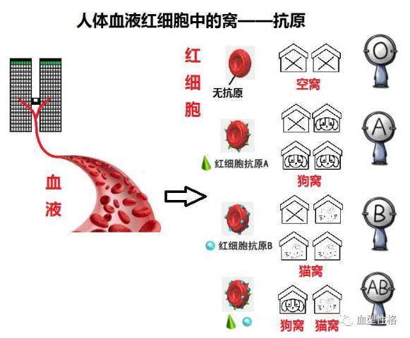 傻瓜都能看懂的基础血型原理讲解 