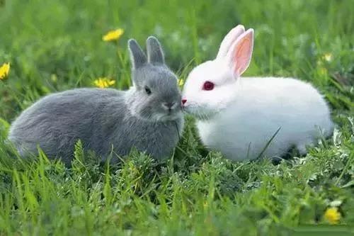 生肖兔的婚姻与命运 属兔的人最怕和这几个人结婚,属兔人速看