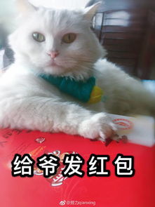 猫咪表情包 