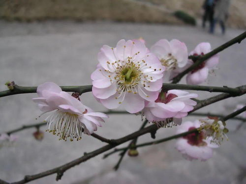 梅花的分类和品种,梅花的分类