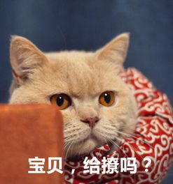 橘猫表情包大全 橘猫表情包是哪只猫 橘猫表情包出处