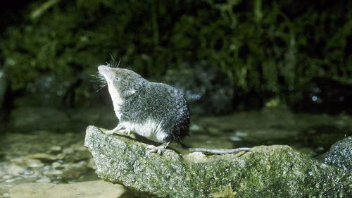 这种 水老鼠 不能打,水鼩鼱是国家 稀有 级保护动物 