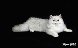 波斯猫的眼睛颜色为什么不一样 纯种波斯猫眼睛颜色图片