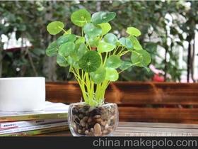 花盆绿色植物的价格 花盆绿色植物的批发 花盆绿色植物的厂家 