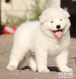 南京极品萨摩耶出售南京最大养狗基地签售后协议